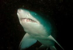 Grey Nurse Shark Taken at Magic Point Sydney by Peter Simpson 